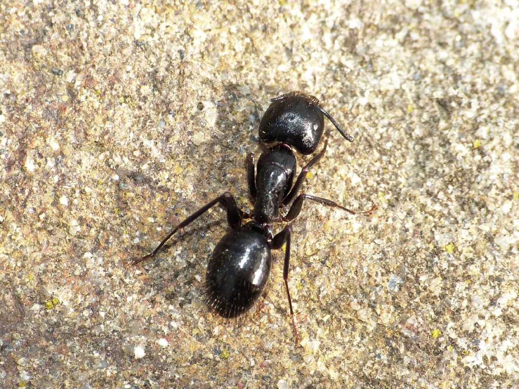 Camponotus aethiops dopo la battaglia
